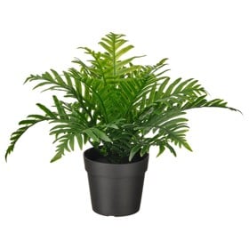Decorative plant IKEA Fejka Whitley Giant